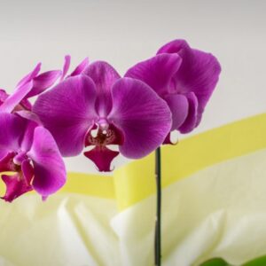 Orquídea Phalaenopsis para Presente