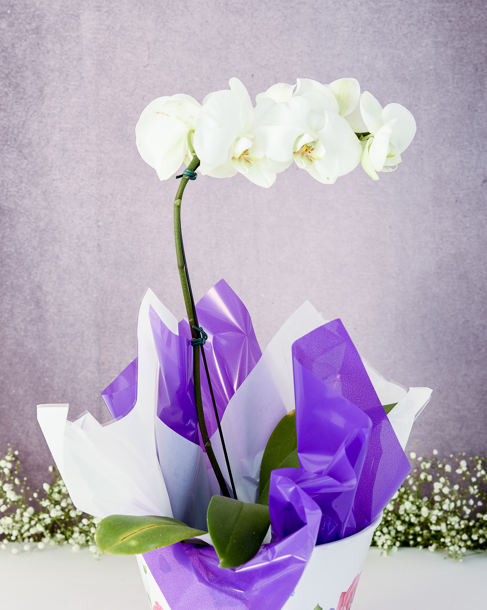 Elegância Branca - Imagem 3