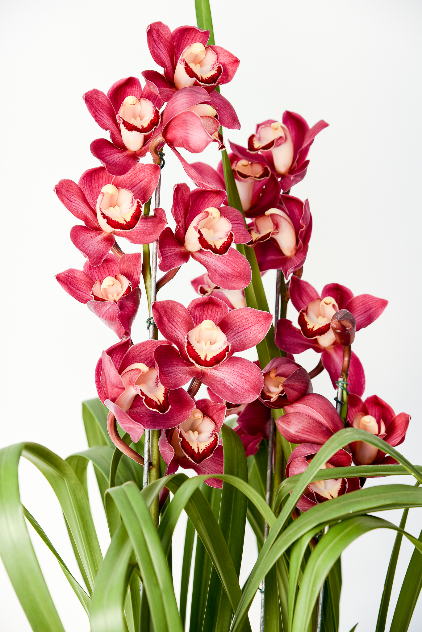 Orquídea Suprema - Imagem 2